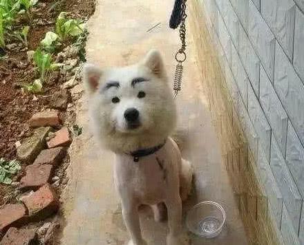 却惨遭熊孩子恶搞,网友:农村也套路深|萨摩耶|菜园子|狗狗_新浪新闻