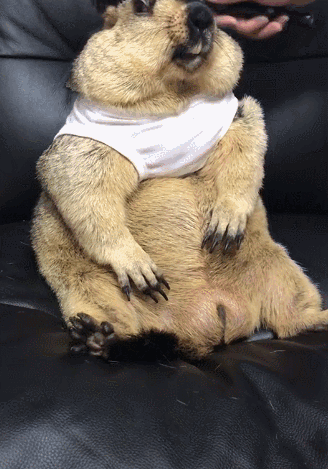 如今土拨鼠也变成了网红动物之一,主要是这种小动物十分招惹喜爱,尤其