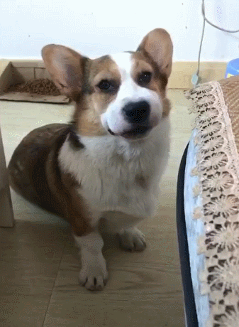 (宠物狗狗柯基犬)
