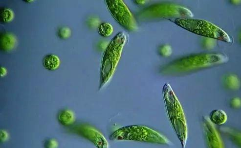 微生物|净水器|滤芯_新浪新闻