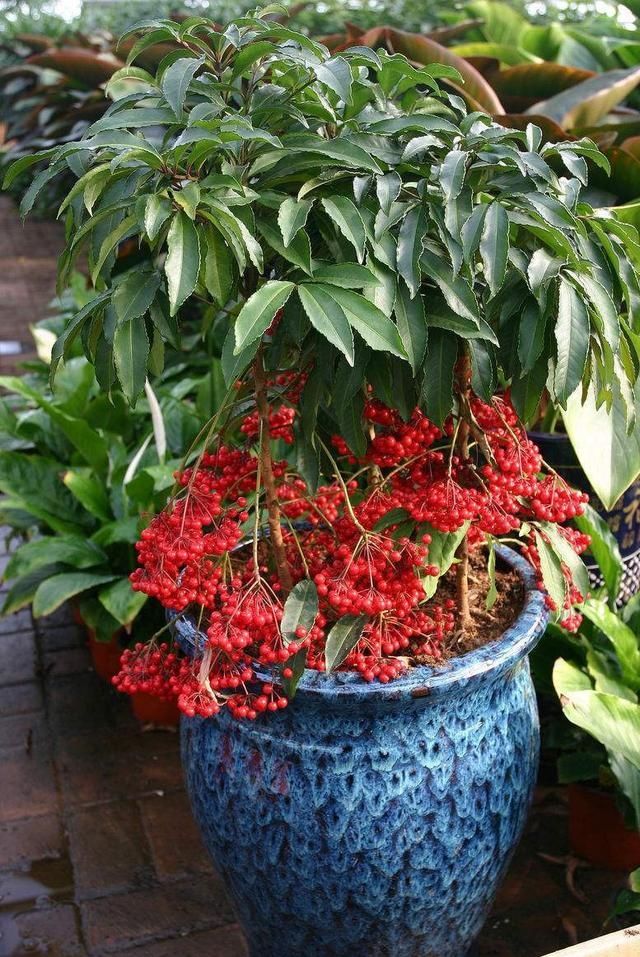 这盆栽"冻不死",越冷就越"红",入冬挂满1树"红果",喜庆