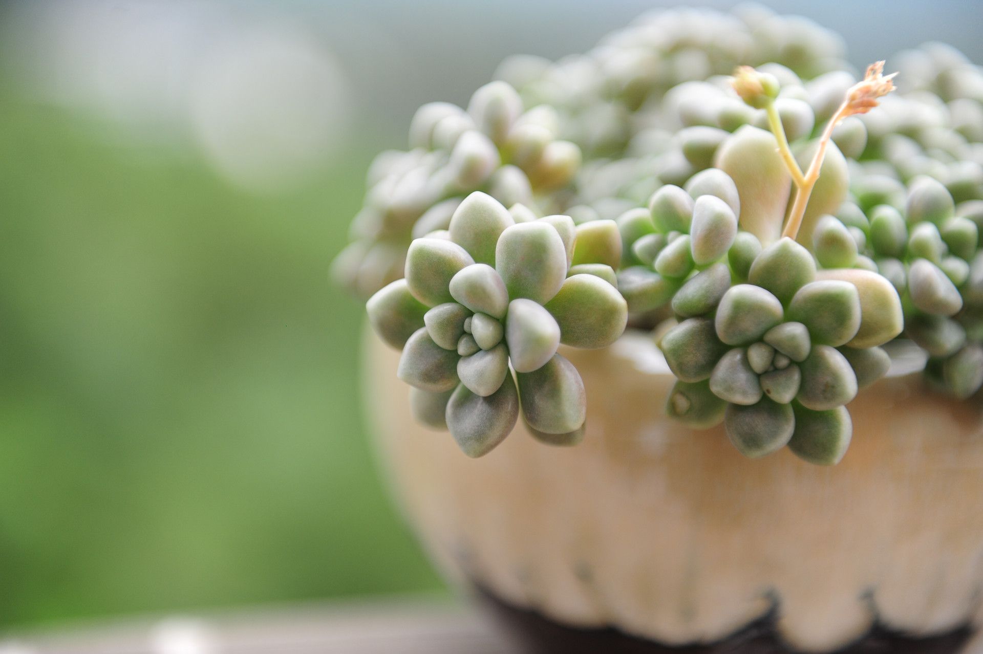 本该爆盆的多肉,难产了,不爆盆,3招让它爆满头!