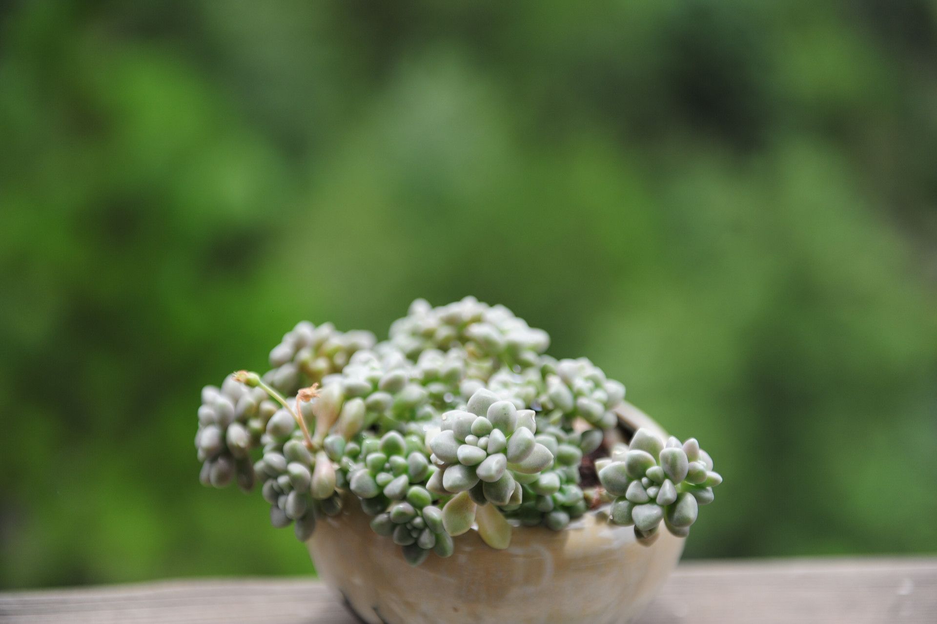 本该爆盆的多肉,难产了,不爆盆,3招让它爆满头!