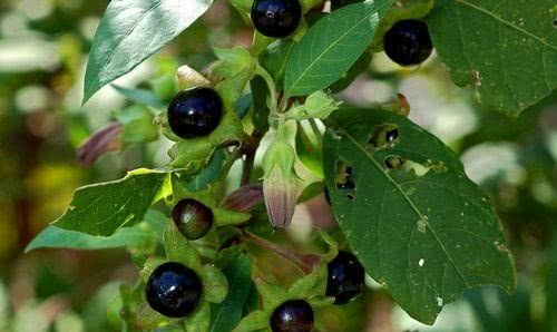 农村一种黑果,身藏剧毒,农民见了就砍,却有人大规模种植|颠茄|夺命