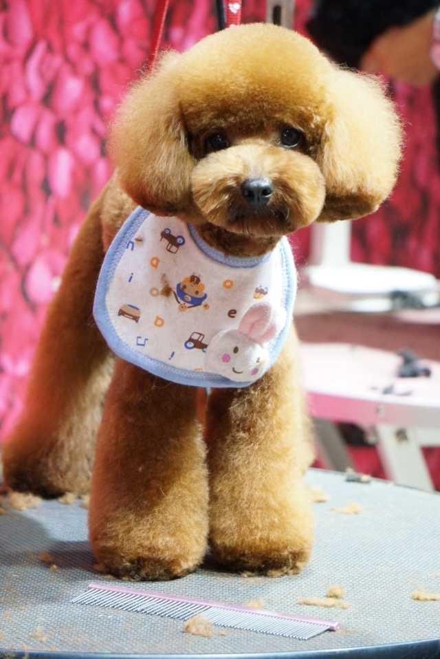 可爱泰迪造型快快收藏