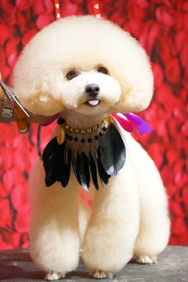 可爱泰迪造型快快收藏