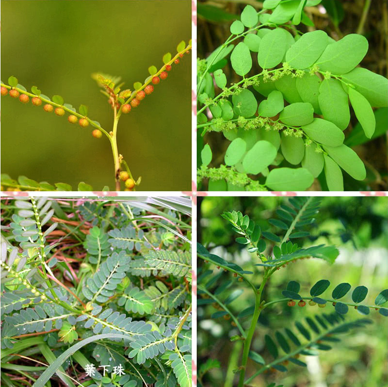 植物野草假油甘,珍贵价值大,可以煮水喝,郎中常用的肝炎药