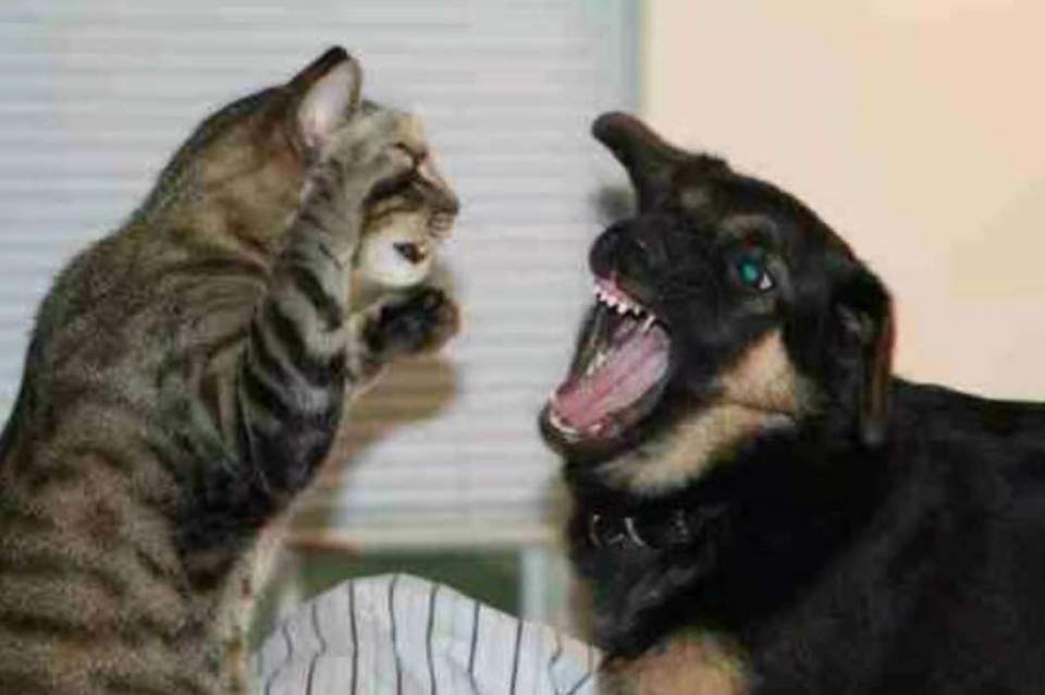 我家猫狗关系可好了,网友:你家的怕不是假猫。|狗狗|猫咪|网红|野狗|野猫_新浪新闻