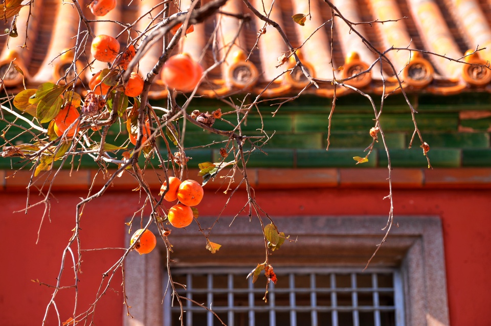 北京故宫里的柿子熟了,红墙黄瓦相衬得美轮美奂