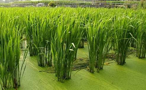 小编今天要介绍的这种水里生长的蔬菜名字叫水笋,这种蔬菜一般是生长