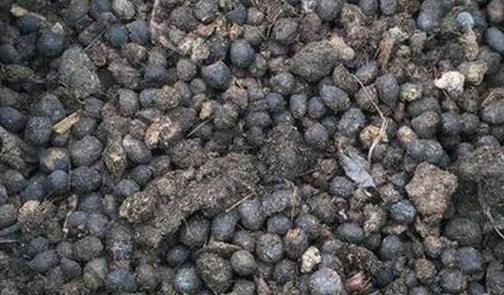 羊粪球可以养花吗?有什么好处?农家肥最屎现参锏纳ば枨