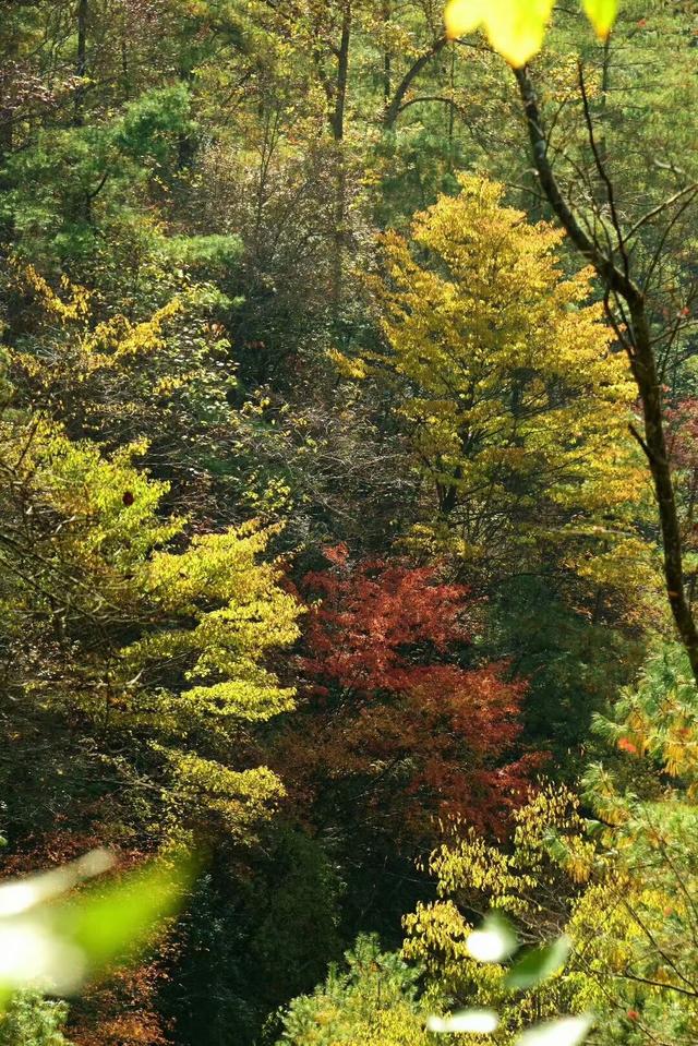 寻找浪漫的秋天青林湿地