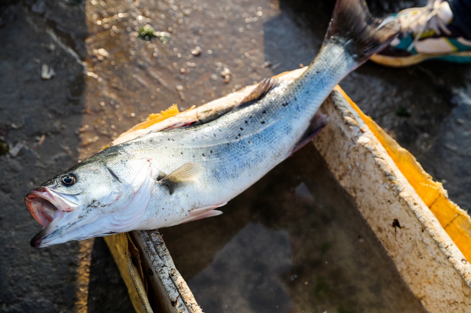 海钓新鲜大个鲈鱼现身码头一条卖价175元 一条寨花要价80元