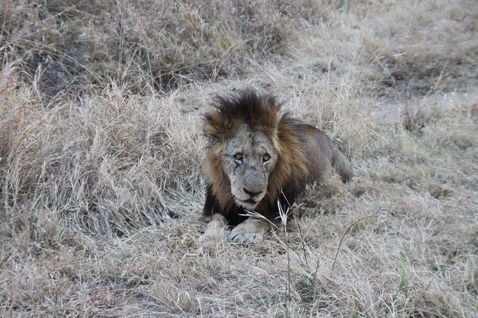 传奇狮王马库鲁,从一个流浪汉,逆袭成世界上最著名
