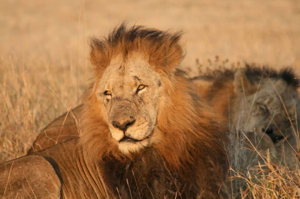 传奇狮王马库鲁从一个流浪汉逆袭成世界上最著名的狮子