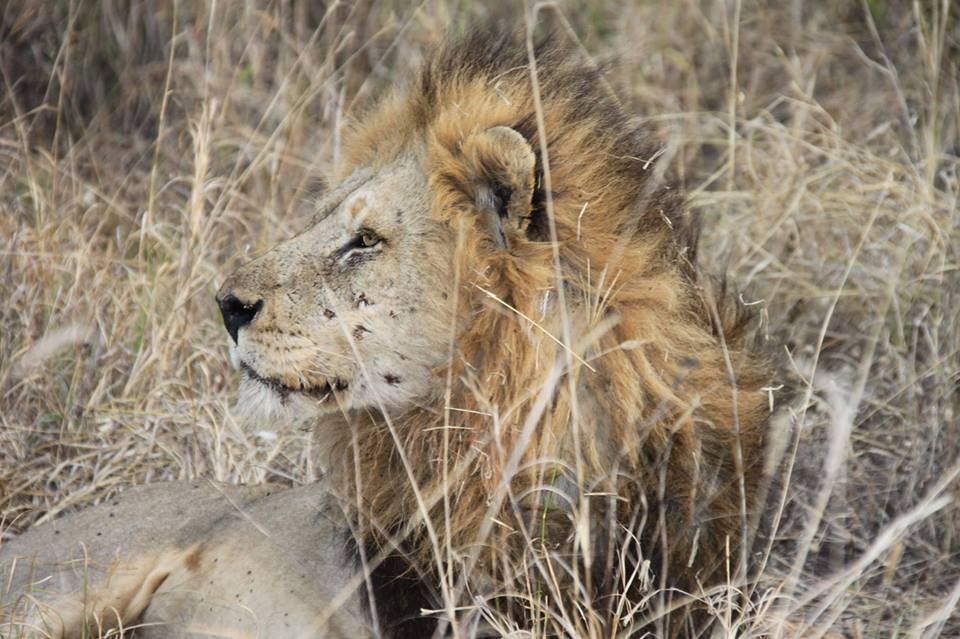 传奇狮王马库鲁,从一个流浪汉,逆袭成世界上最著名