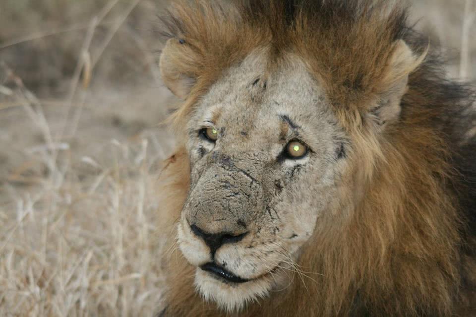 传奇狮王马库鲁,从一个流浪汉,逆袭成世界上最著名