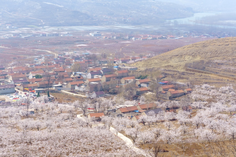 沂蒙山区的这个小山村,百年杏园杏花绽放,杏花斗艳迷人眼