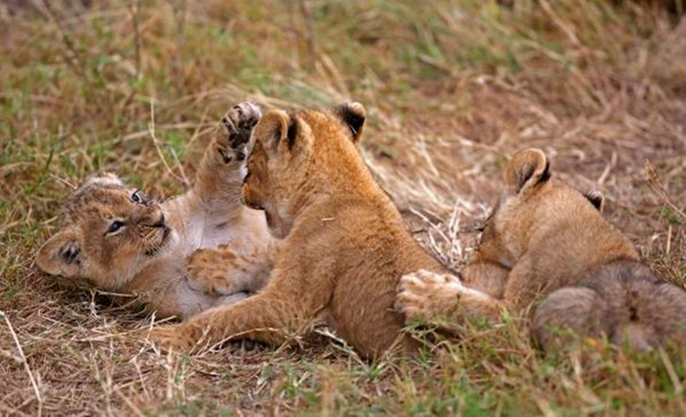 母狮正休息,幼崽在旁边嬉戏,玩到一半时画风突变让人不解|小狮子|幼崽
