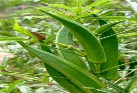 山葵种植技术 种植期间 怎样管理能提高产量