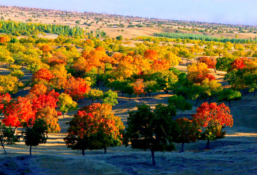 中国最美的五角枫林秋色,中秋国庆假期值得一去