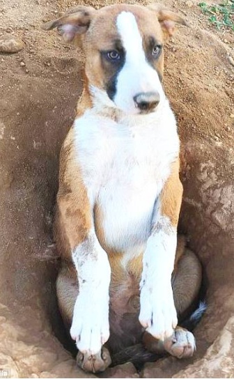 史上最笨狗狗:用几个星期挖坑,最后自己掉进去出不来了!