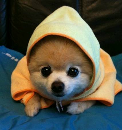 搞笑图片:好可爱的一只小狗狗啊,看上去很呆萌呢|小狗狗|闺蜜|医生