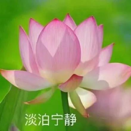 让我静静心平气和另类小清新莲花表情包,你值得拥有哦!到底有多清新?