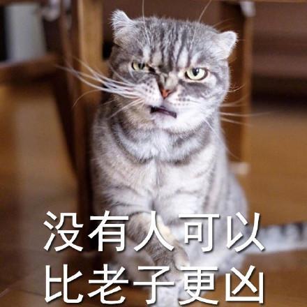 搞笑喵咪吐舌凶死你表情包没有人可以比它更凶