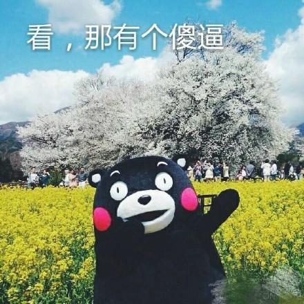 搞笑图片:熊本熊表情包:天哪,掉钱吧