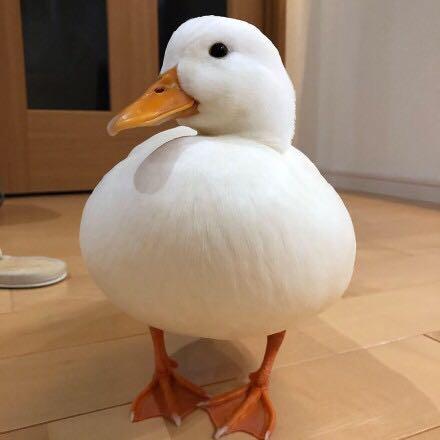 成年柯尔鸭胖乎乎的,体重在一斤左右,能活10-12年.