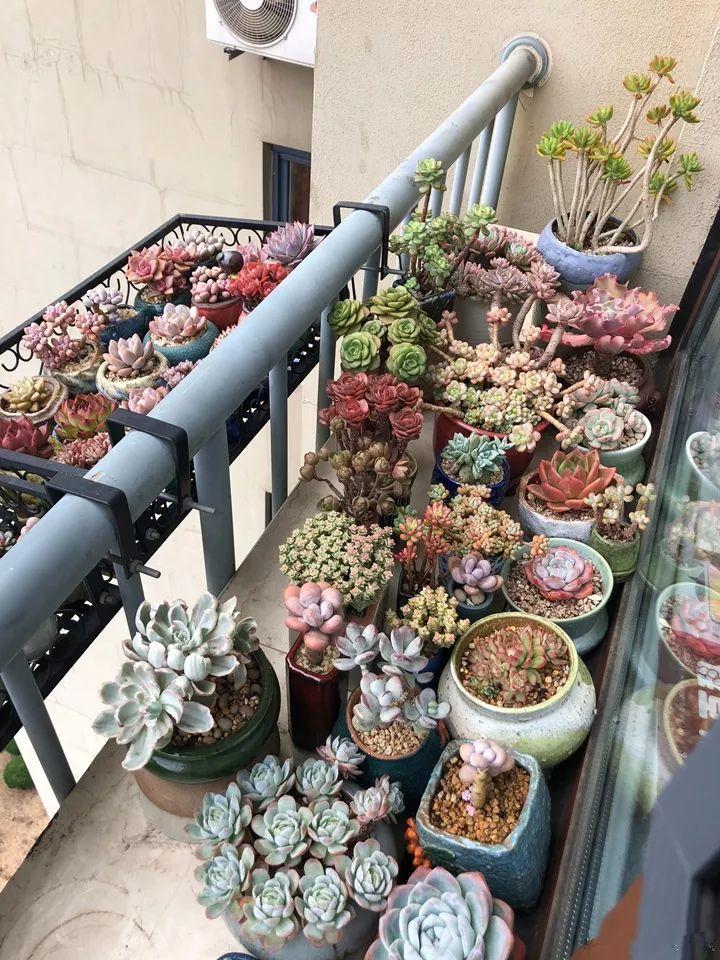 中国多肉开挂区,不止是云南,你的家乡也在榜上!