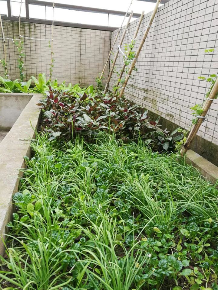 为上班族定制的阳台小菜园秘籍,拿铲便能掌握阳台种菜的奥妙!