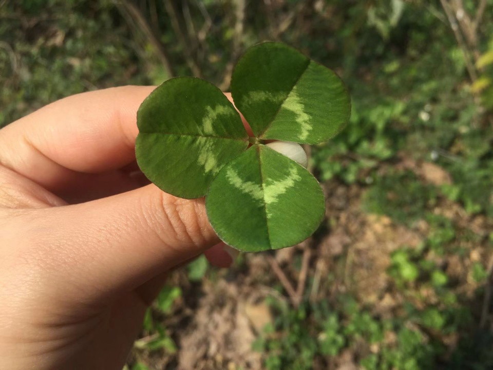 农村一种三片叶的野草,过去农民拿去喂牲畜,如今稀罕要30元一斤