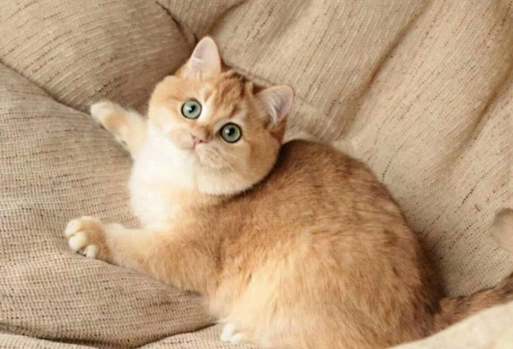 英短金渐层，十只橘猫就个胖，还有一个特别胖！|金色|大头|橘猫_新浪新闻