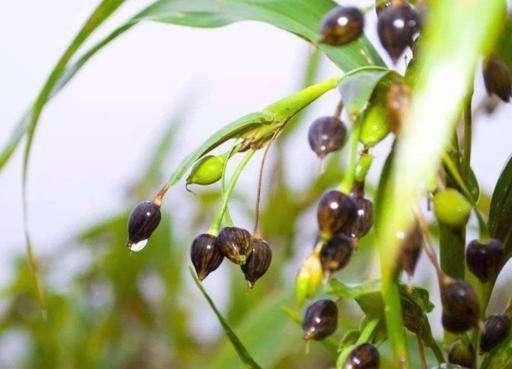 现在少见的草珠子能做手链能煮粥养在家里也不错