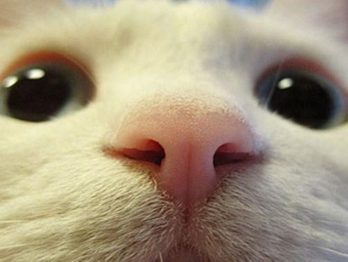 猫咪的嗅觉是如此灵敏
