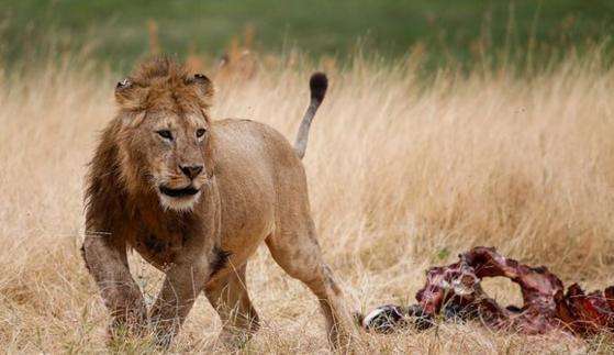 霸气雄狮从十条鬣狗嘴中夺食, 狮子: 这胆量还敢出来混!