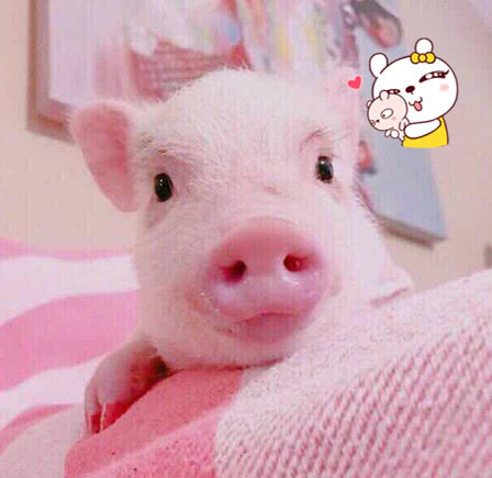 抖音走红"布丁猪",当主人"打"它的时候,网友瞬间被萌化!