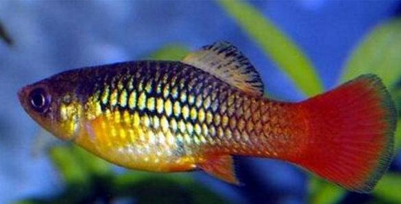 地球上10大最好养的热带鱼,第一月光鱼,第八孔雀鱼,你养了吗?