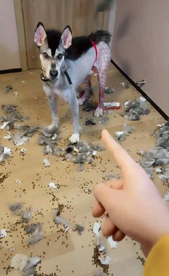 主人将哈士奇剃成驴的造型,狗子崩溃,引得众网友纷纷吐槽!