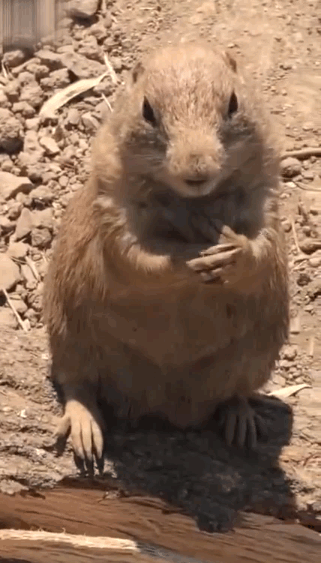 土拨鼠|小家伙|草原犬鼠_新浪新闻