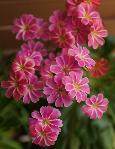 此花漂亮,清新婉约,仙气十足,花期长花量大,好养,新手能爆盆