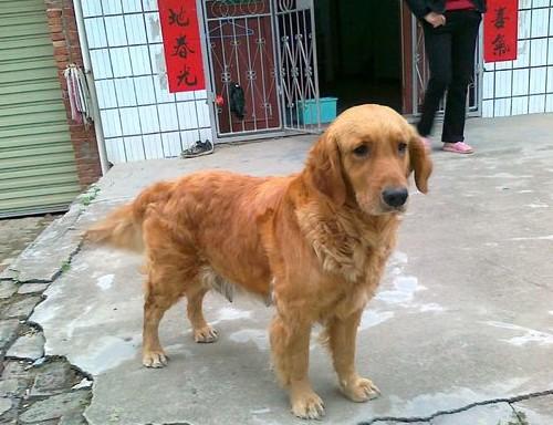 收养了只土狗回家,一个月后竟带了只金毛回家做媳妇!