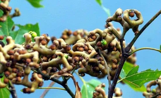 记忆深刻的童年水果,80后才知道它的名字,网友:我已经老了