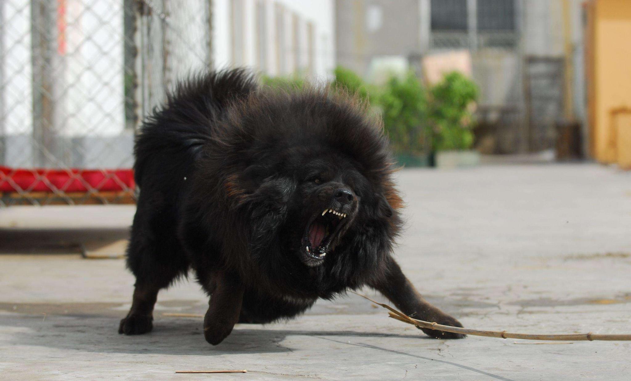 主人买回家一只藏獒,土狗怕地位不保找它决斗,场面堪比战争片!