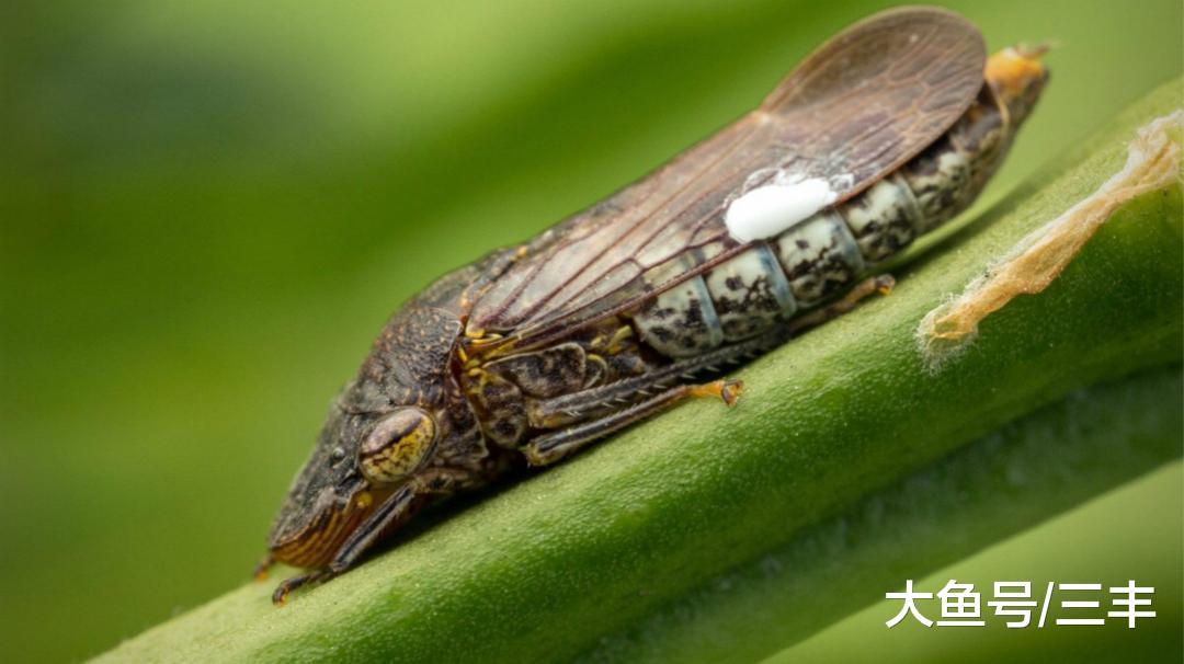 自然界疯狂的小昆虫 其尿液会以重力加速度的倍弹射出去 财经头条