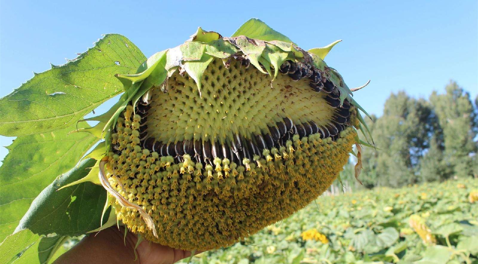 这种油被误认为国产品牌,农民一直都在吃,它却每年从中挣走百亿