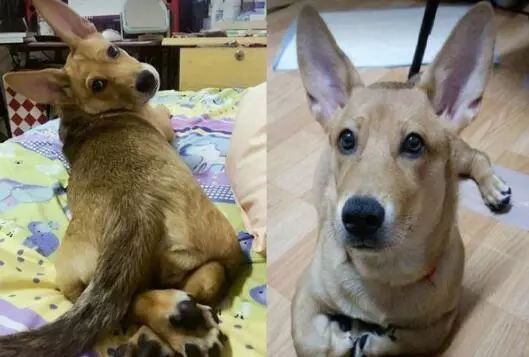 网友收养了一只小土狗,养了两个月以后…怎么变成了柯基?