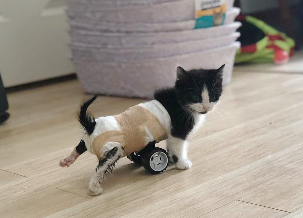 流浪猫不幸失去后腿,救助站定制奇特轮椅,让它重尝自由滋味|猫咪|流浪